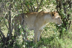 Panthera leo melanochaita