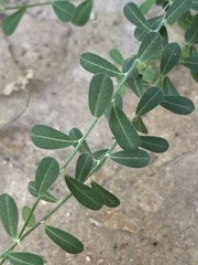 Phyllanthus polygonoides