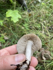 Lyophyllum decastes