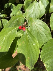 Cornus mas