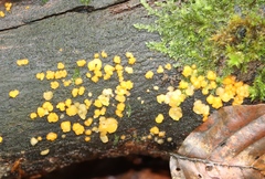 Dacrymyces chrysospermus