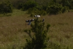 Lanius excubitoroides