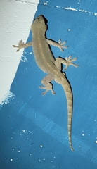 Gekko japonicus