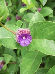 Neuracanthus sphaerostachyus