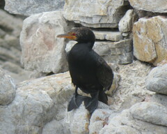 Microcarbo coronatus