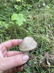 Lyophyllum decastes