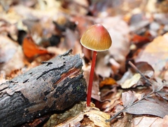 Mycena crocata