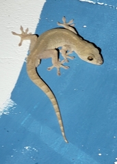 Gekko japonicus