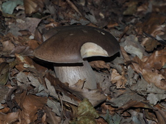 Boletus aereus