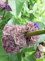 Neuracanthus sphaerostachyus