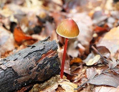 Mycena crocata