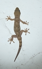 Gekko
