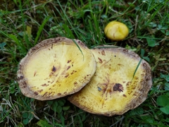 Suillus americanus