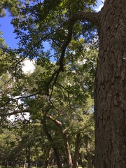 Juglans nigra