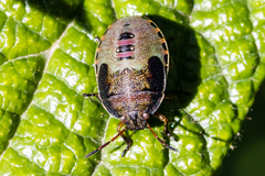 Piezodorus lituratus