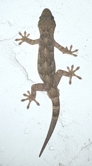 Gekko