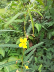 Chamaecrista mimosoides