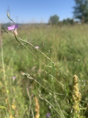 Ipomoea costellata
