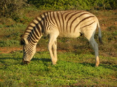 Equus quagga burchellii