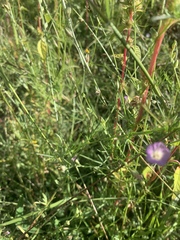 Ipomoea costellata