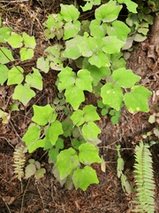 Vancouveria hexandra