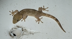Gekko