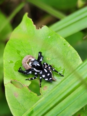 Phiale guttata