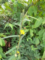 Chamaecrista mimosoides