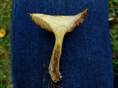 Suillus americanus