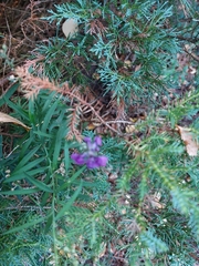 Linaria purpurea