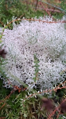 Cladonia portentosa
