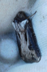 Agrotis venerabilis