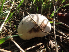 Lycoperdon perlatum