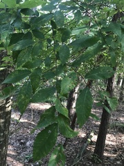 Ulmus alata
