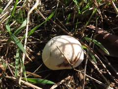Lycoperdon perlatum