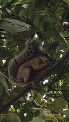 Sciurus aureogaster