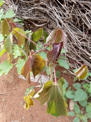 Jatropha