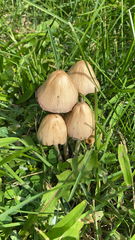 Coprinellus micaceus