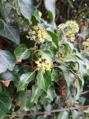 Hedera