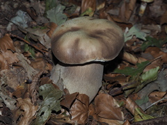 Boletus aereus