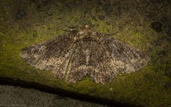 Paradromulia ambigua
