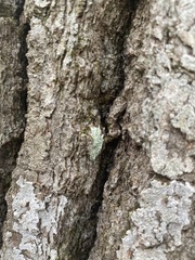 Lecanora thysanophora