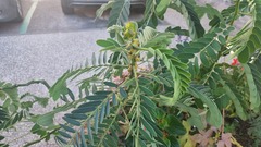 Senna didymobotrya