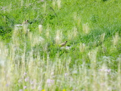 Marmota bobak