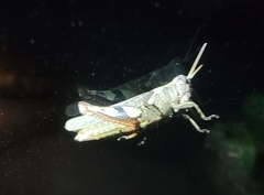 Xenocatantops brachycerus