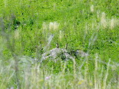 Marmota bobak