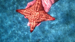 Oreaster reticulatus