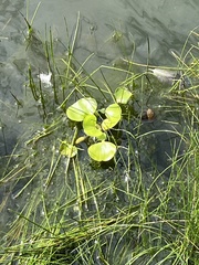 Nymphaea odorata