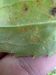 Coleosporium solidaginis