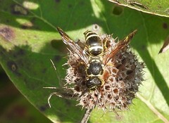 Ancistrocerus catskill